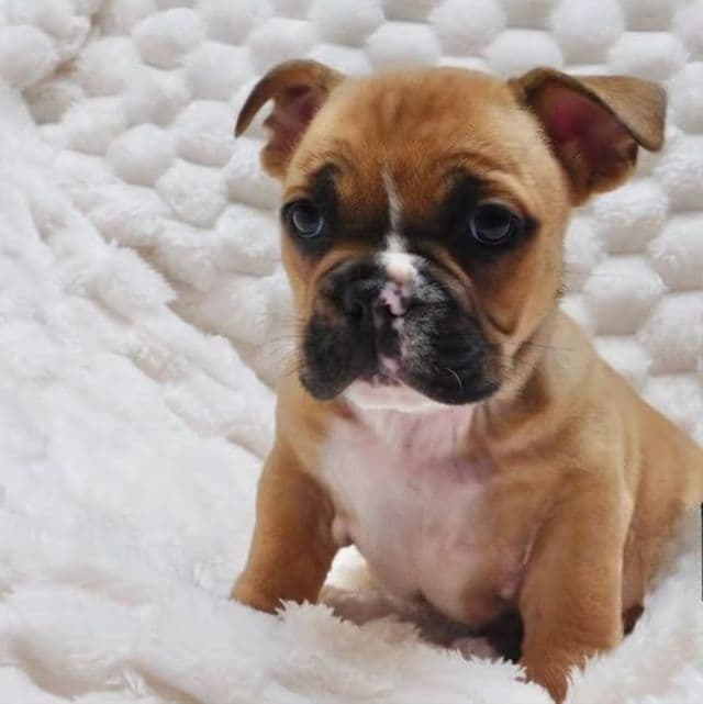 Cami - French Bulldog Female