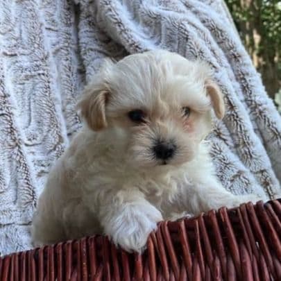 Levi - Maltipoo Male