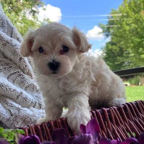 Liz - Maltipoo Female