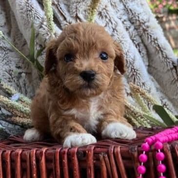 Naomi - Toy Poodle Female