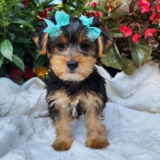 Paisley - Yorkshire Terrier Female