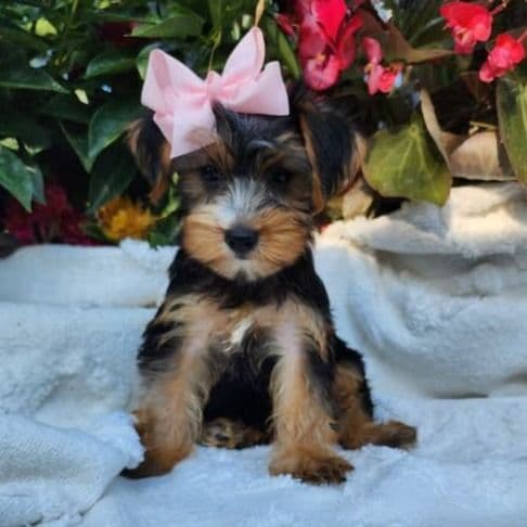 Piper - Yorkshire Terrier Female