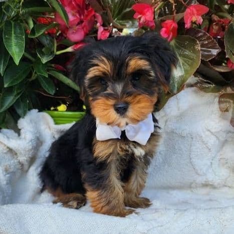 Neeko - Yorkshire Terrier Male