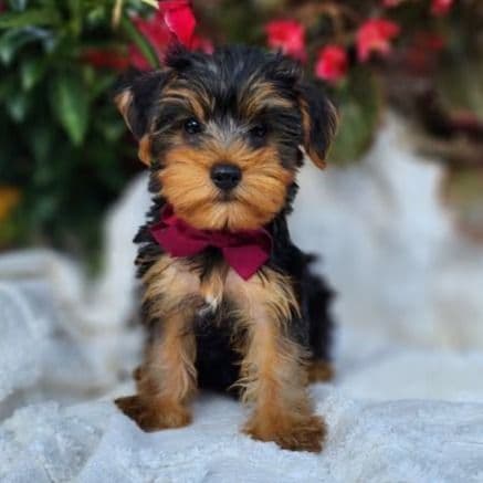 Preston - Yorkshire Terrier Male