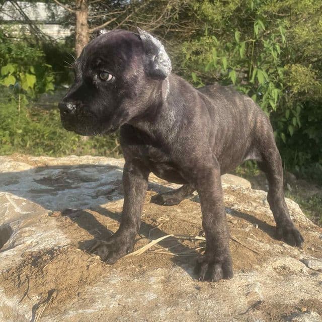 Velvet  - Cane Corso Female