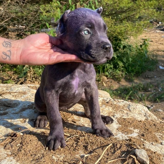 Iris - Cane Corso Female