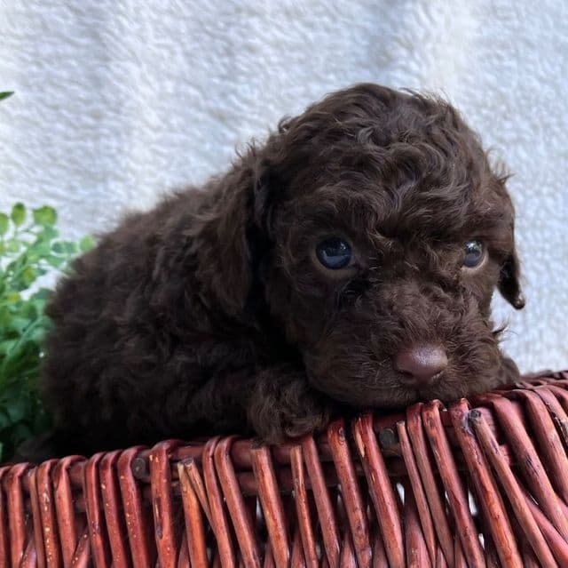 Frizz - Toy Poodle Male