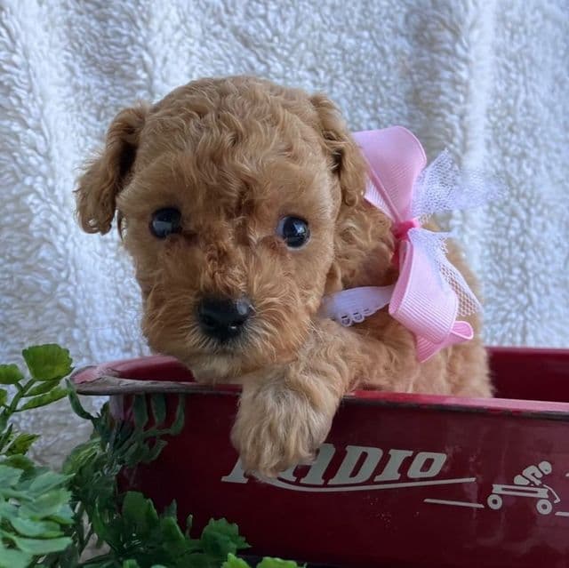 Feeby - Toy Poodle Female