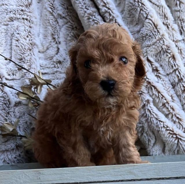 Noah - Toy Poodle Male