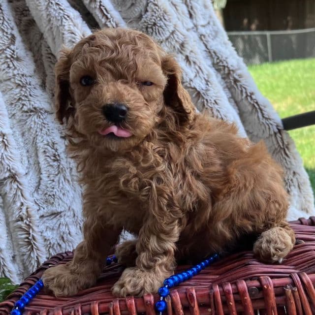 Nolan - Toy Poodle Male