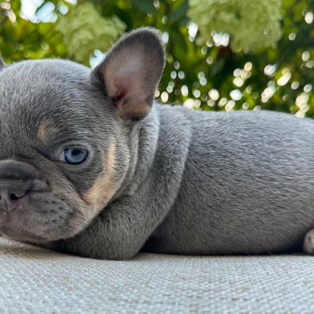 Teddy - French Bulldog Male