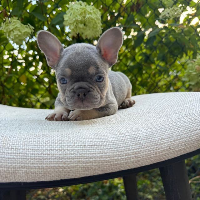 Alphonso “Fonzie” - French Bulldog Male
