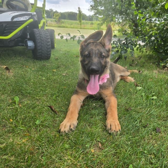 Sunshine - German Shepherd Dog Female