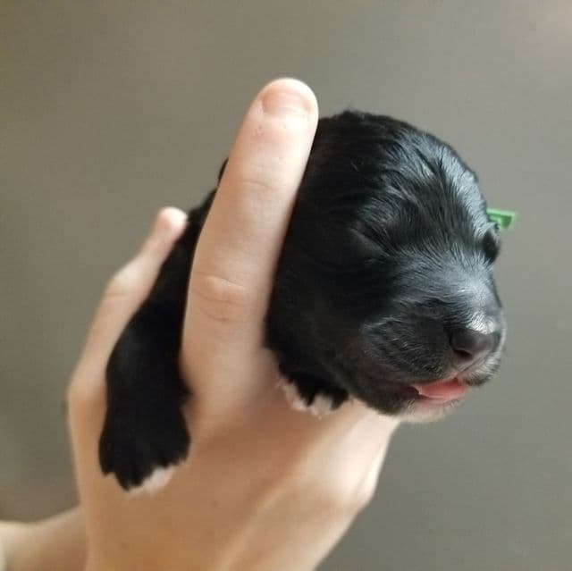 Obsidian - Bernedoodle Male