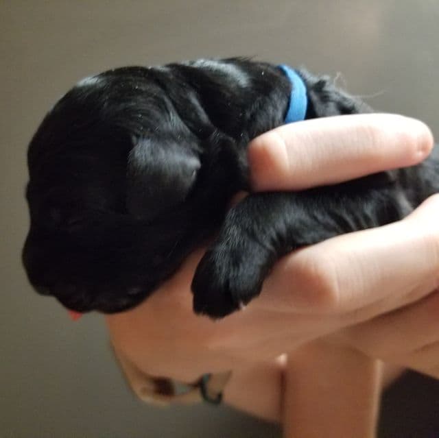 Onyx - Bernedoodle Male