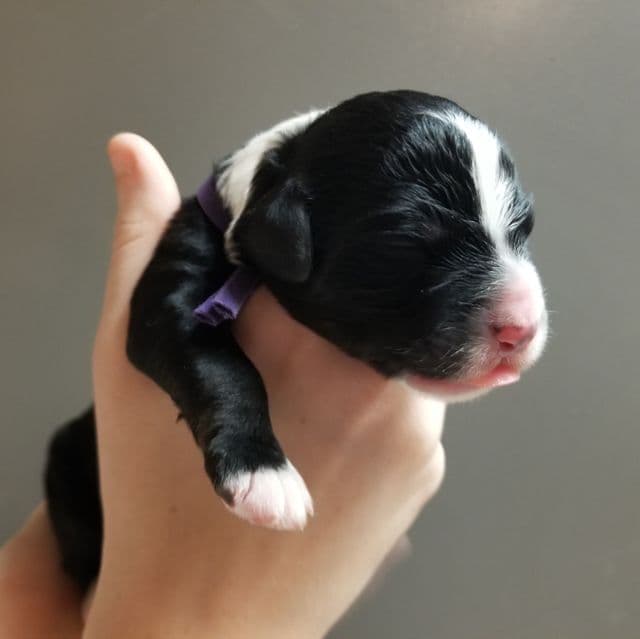 Sapphire - Bernedoodle Female