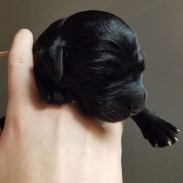 TBD - Bernedoodle Female