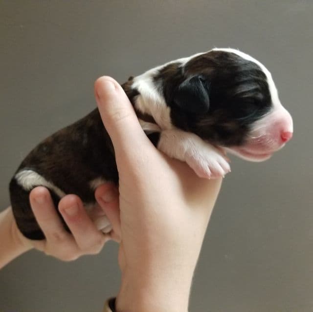 Jasper - Bernedoodle Male