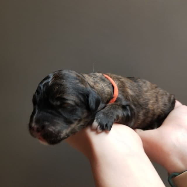 Opal - Bernedoodle Female
