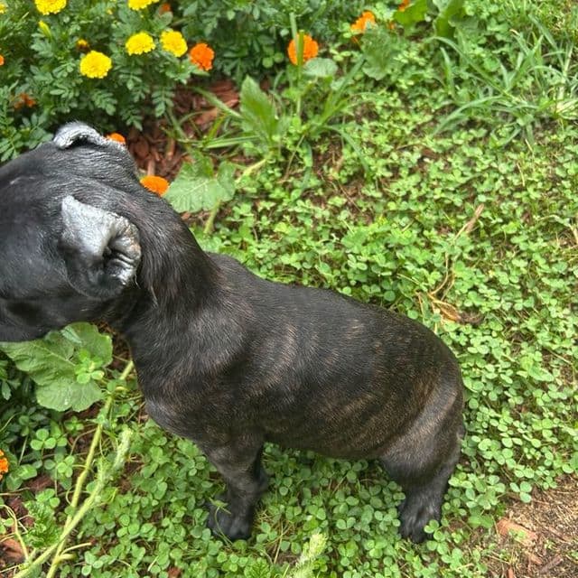 Wakanda - Cane Corso Female