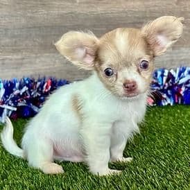 Lenny - Chihuahua Male