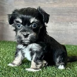 Hope - Havanese Female