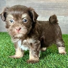 Ham - Havanese Male