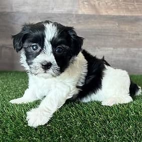 Heidi - Havanese Female