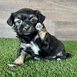Holly - Havanese Female