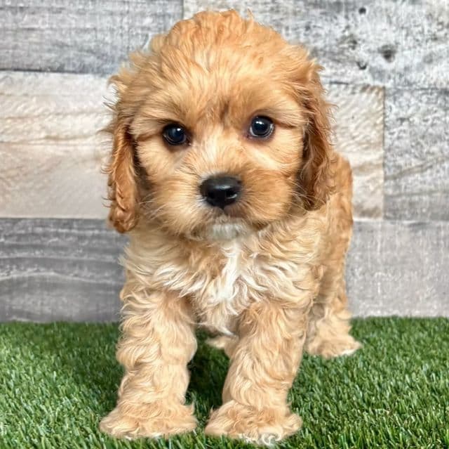 Cole - Cavapoo Male