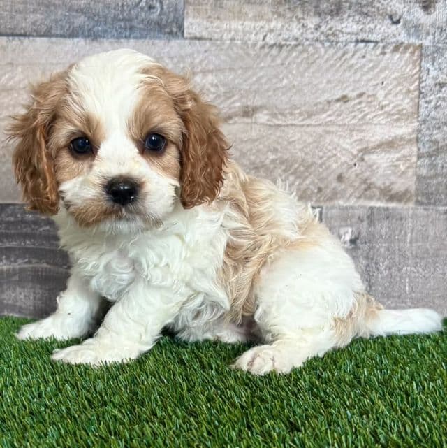 Caroline - Cavapoo Female