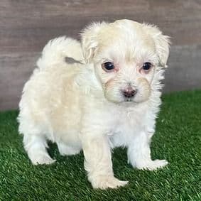 Mia - Maltipoo Female