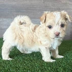 Minnie - Maltipoo Female