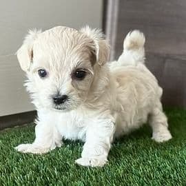Mochi - Maltipoo Female