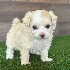 Marley - Maltipoo Female