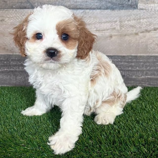 Carson - Cavapoo Male