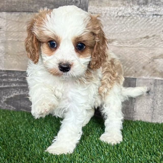 Cassie - Cavapoo Female