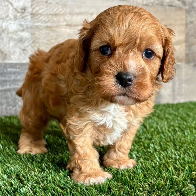 Chip - Cavapoo Male