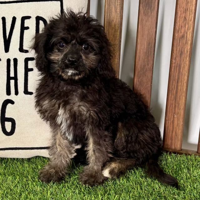 Cam - Cavapoo Male