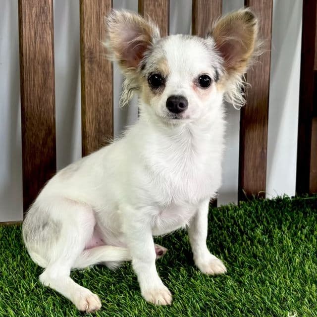 Luka - Chihuahua Male