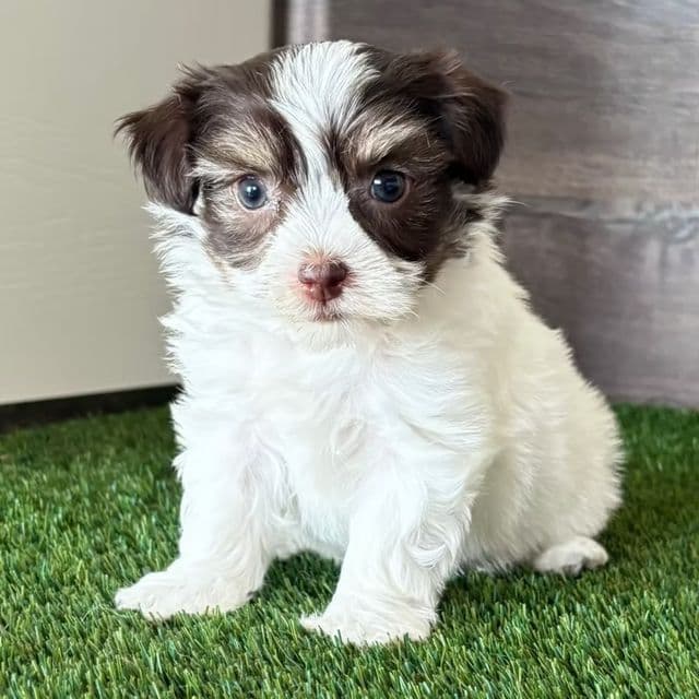 Harper - Havanese Female