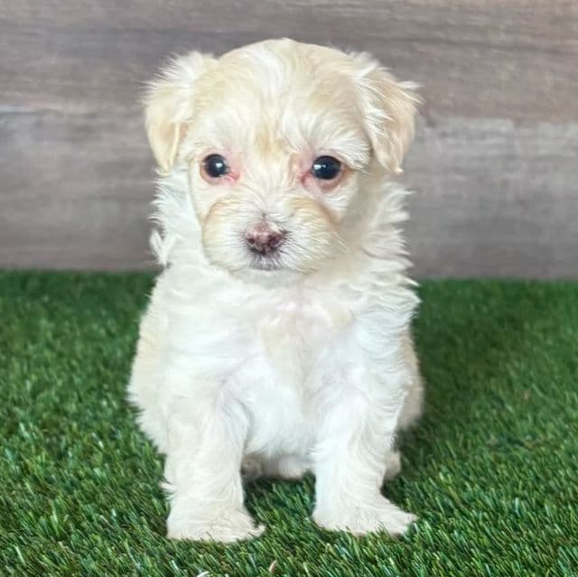 Mia - Maltipoo Female