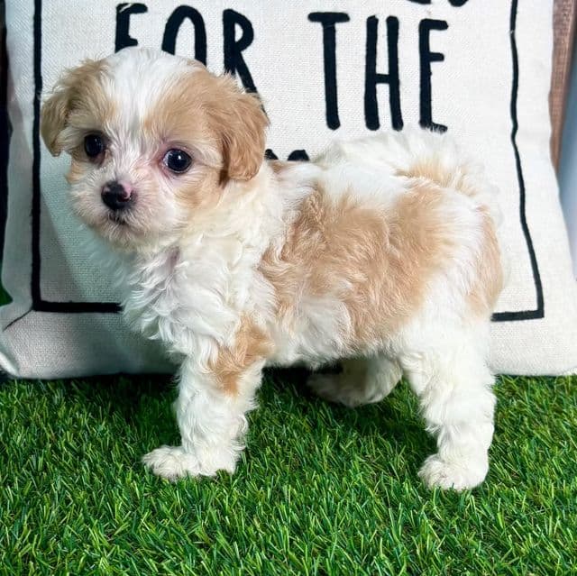 Quinn - Maltipoo Female