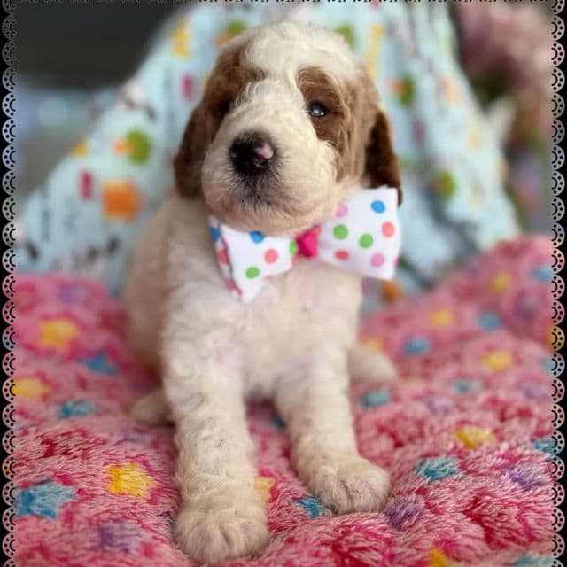 Dot - Standard Poodle Male