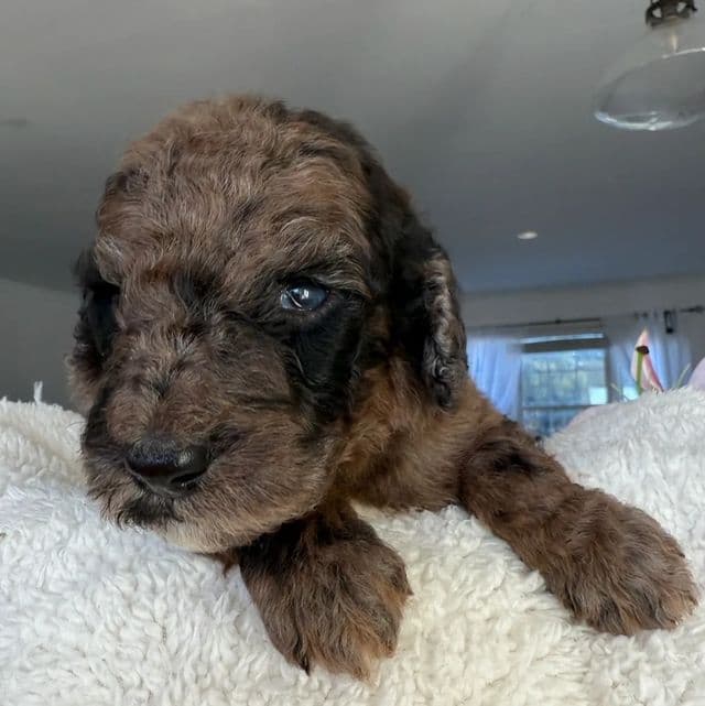 Marble - Standard Poodle Male