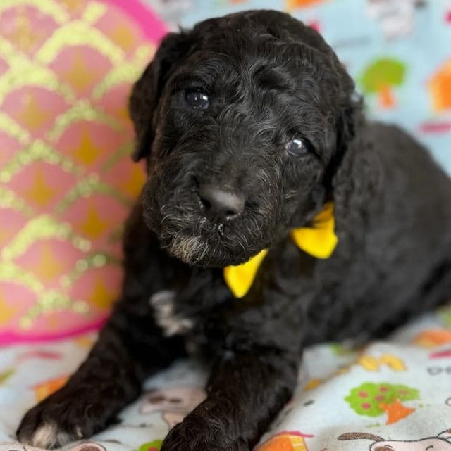Dijon - Standard Poodle Male