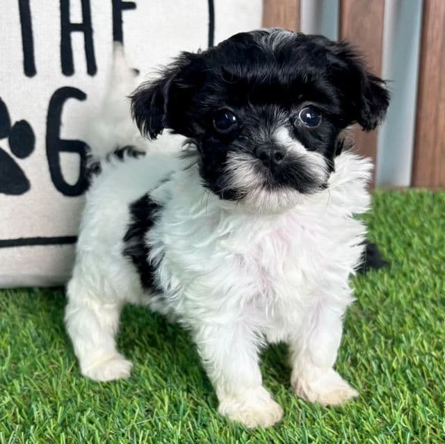 Quincy - Maltipoo Female