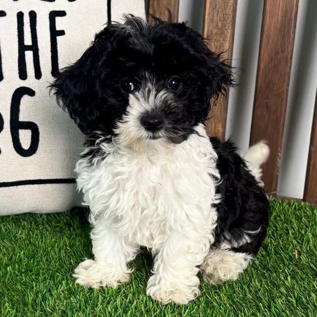 Marcus - Maltipoo Male