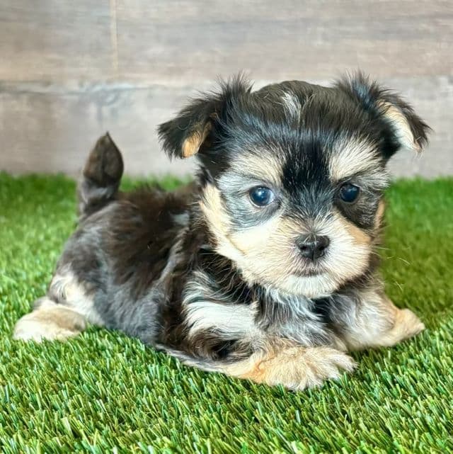 Orion - Morkie Male