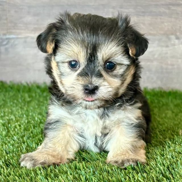 Orie - Morkie Female